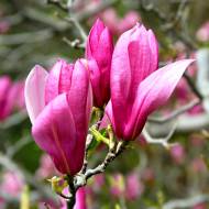 Саджанець Магнолія Ricki в контейнері